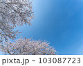 桜　青空　春イメージ 103087723