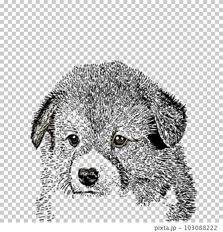 可愛的寵物 103088222