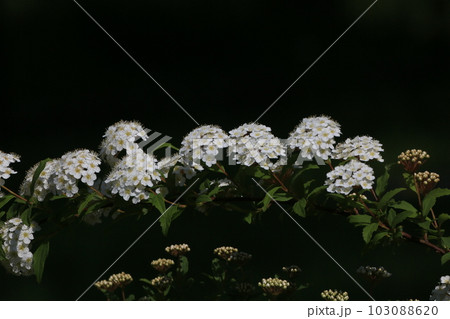 コデマリ 103088620