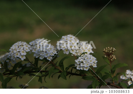 コデマリ コデマリ 103088633