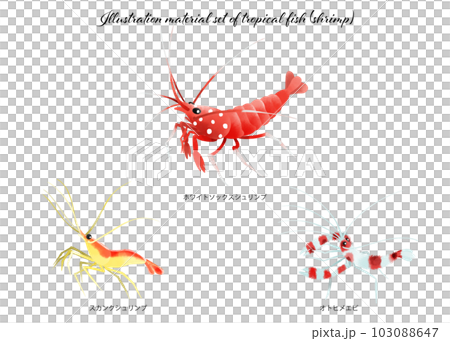 Illustration material set of tropical fish (shrimp) Illustration material set of tropical fish (shrimp) 103088647