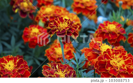 Golden flower of french calendula Tagetes patula outdoors in a park 103088753