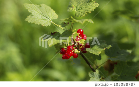 Macro shot of ripe red currant berries in green foliage 103088787