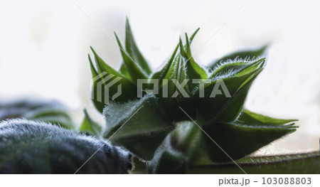 Gloxinia, the unopened bud is a colorful houseplant grown as an ornamental or ornamental plant 103088803