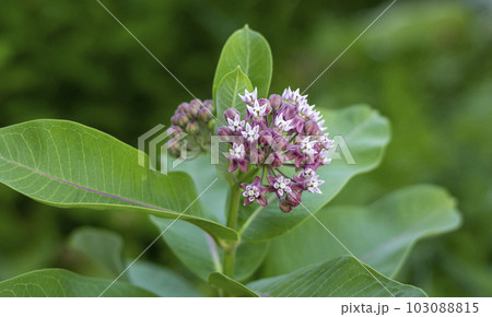 Vatochnik Syriac, lilac small flowers in bud Vatochnik Syriac, lilac small flowers in bud 103088815
