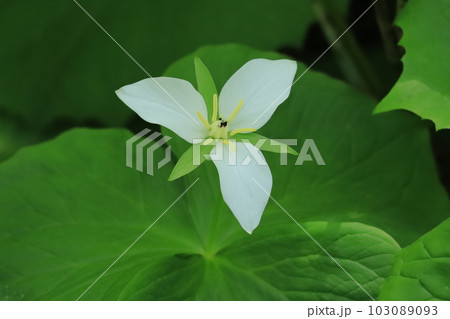 オオバナノエンレイソウの花 オオバナノエンレイソウの花 103089093