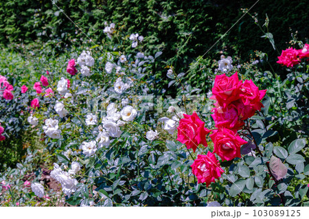 奈良県営馬見丘陵公園　赤と白とピンクのバラ 103089125