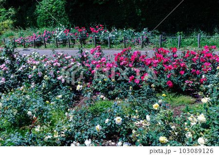 奈良県営馬見丘陵公園　遊歩道を挟んで広がったバラ園 103089126