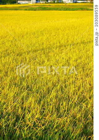 稲穂　稲　新米　秋 103089559