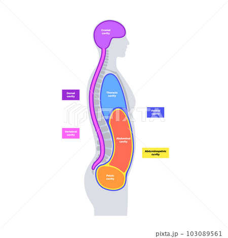 Body cavities poster Body cavities poster 103089561