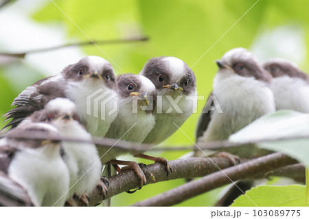 枝に集うシマエナガのひな 枝に集うシマエナガのひな 103089775