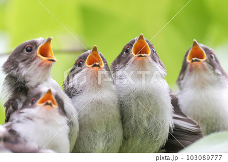 シマエナガの子育て餌をねだるひな シマエナガの子育て餌をねだるひな 103089777