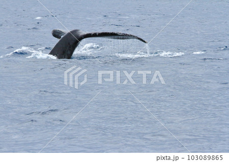 クジラの尾ひれが海面に突き出した奄美大島の冬の海の景色 103089865