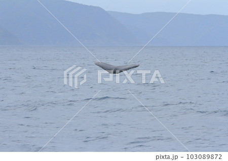 島影が見える奄美大島の海に潜っていくクジラの姿 島影が見える奄美大島の海に潜っていくクジラの姿 103089872