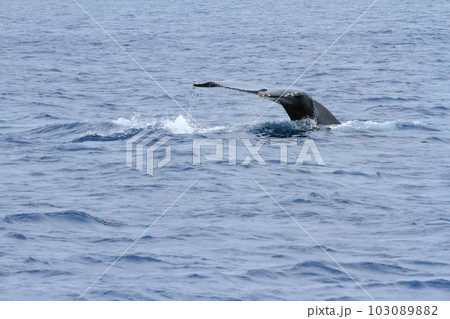 奄美大島の海にダイナミックに潜水していくクジラの眺め 奄美大島の海にダイナミックに潜水していくクジラの眺め 103089882