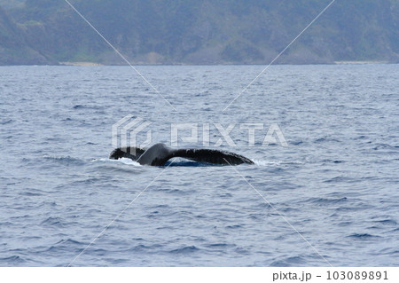 奄美大島沿岸の海上に姿を現したクジラの尾ひれ 奄美大島沿岸の海上に姿を現したクジラの尾ひれ 103089891