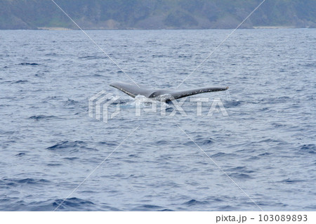 奄美大島沿岸の海に潜っていくクジラの尾ひれ 奄美大島沿岸の海に潜っていくクジラの尾ひれ 103089893