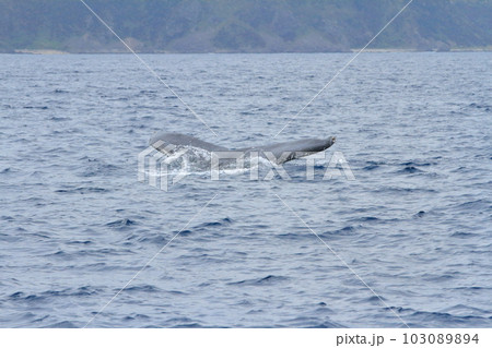 奄美大島沿岸の海に潜水していくクジラの眺め 奄美大島沿岸の海に潜水していくクジラの眺め 103089894