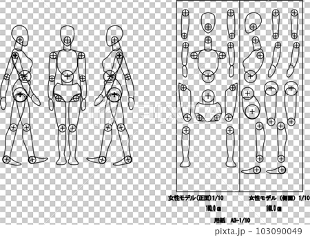 女模特身高160cm 103090049