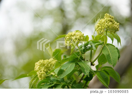 花開くエゾニワトコ 103090085