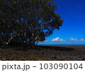 青空とマングローブのある景色 103090104