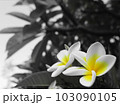 可愛いプルメリアが咲いた 103090105