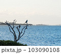 なんだか切なくなる夕焼け 103090108