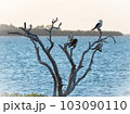 木と鳥と海と。 103090110