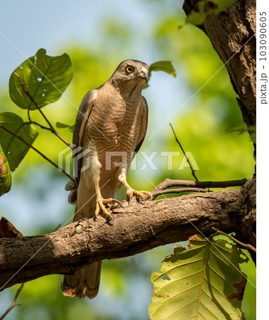 Shikra or Accipiter badius or little banded goshawk bird closeup perched in natural green background in hot summer season outdoor wildlife safari at bandhavgarh national park madhya pradesh india asia 103090605