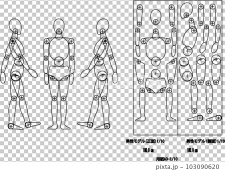 Male height 180cm 103090620