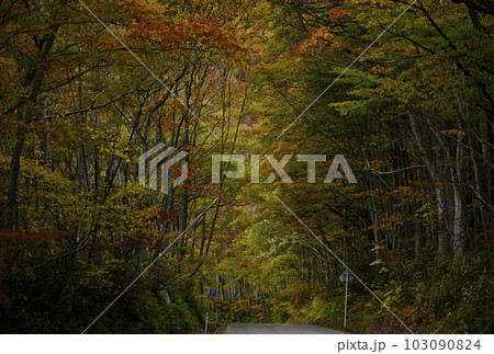 秋の大山 103090824