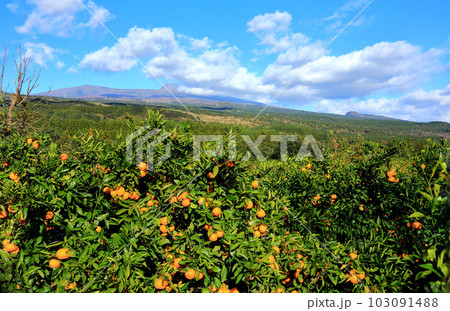 It is a beautiful landscape of Hallasan, a famous mountain in Jeju Island, South Korea. 103091488