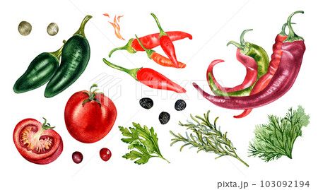 Set of various hot peppers and tomatoes watercolor illustration isolated on white. Herbs, tobasco, red chili, jalapeno hand drawn. Design element for wrapping, menu, market, ingredients, tableware Set of various hot peppers and tomatoes watercolor illustration isolated on white. Herbs, tobasco, red chili, jalapeno hand drawn. Design element for wrapping, menu, market, ingredients, tableware 103092194