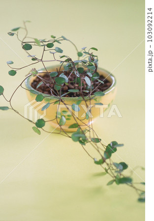 イエローの鉢に活けられた観葉植物 イエローの鉢に活けられた観葉植物 103092214