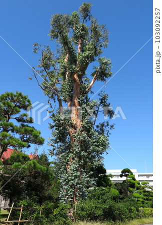 オリーブの巨木(姫路市のダイセル工場内) オリーブの巨木(姫路市のダイセル工場内) 103092257