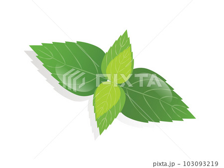 Mint leaf. peppermint green leaves vector illustration 103093219