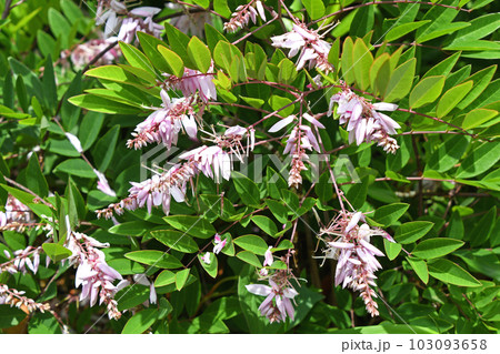 ニワフジ（庭藤） 103093658