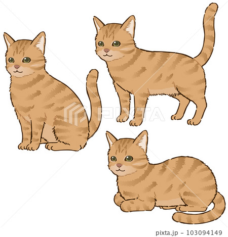 色々な姿勢の猫（茶トラ、短毛）のイラスト素材 [103094149] - PIXTA