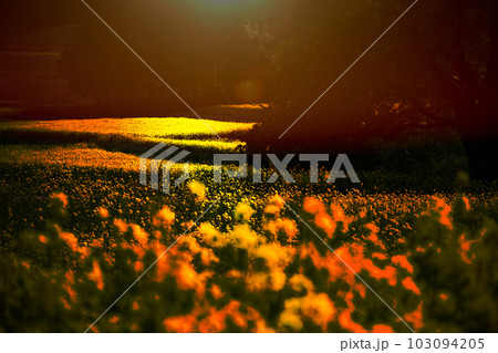 菜の花畑　Overlay lens flare 103094205