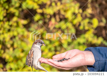 The boy feeds the birds with seeds from his hand. Sparrow eats seeds from the boy's hand 103094221