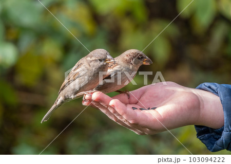 The boy feeds the birds with seeds from his hand. Sparrow eats seeds from the boy's hand 103094222