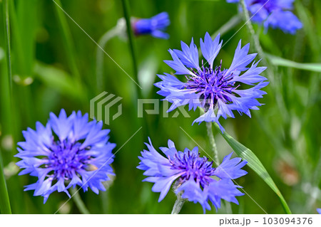 ヤグルマギク ヤグルマギク 103094376