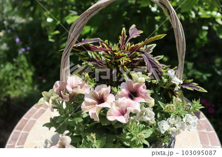 夏のおしゃれな花の寄せ植え 103095087
