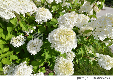Bush of white abundantly blooming hydrangea in garden Bush of white abundantly blooming hydrangea in garden 103095253