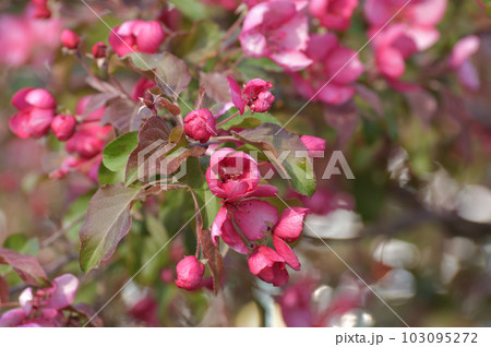 apple tree blooms profusely in the spring apple tree blooms profusely in the spring 103095272