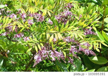 ニワフジ（庭藤） 103095391