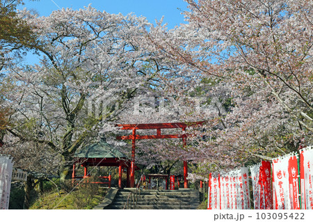 大寧寺の桜 大寧寺の桜 103095422