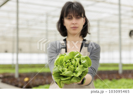 Certified naturally hydroponically grown ripening fresh green lettuce. Sustainable crop harvest of locally sprouted up organic nutritious healthy vegan food cultivated in greenhouse Certified naturally hydroponically grown ripening fresh green lettuce. Sustainable crop harvest of locally sprouted up organic nutritious healthy vegan food cultivated in greenhouse 103095465