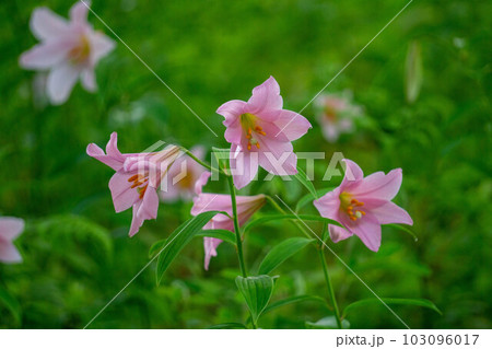 咲き始めたヒメサユリ 咲き始めたヒメサユリ 103096017