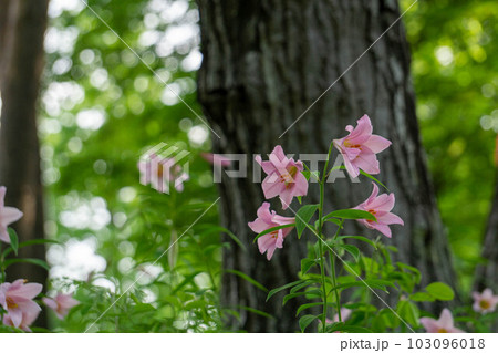 咲き始めたヒメサユリ 咲き始めたヒメサユリ 103096018